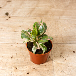 Ficus shivereana moonshine pink mutation 002