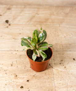 Ficus shivereana moonshine pink mutation 002