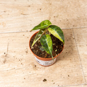 Alocasia polly aurea 010