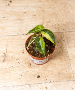 Alocasia polly aurea 010