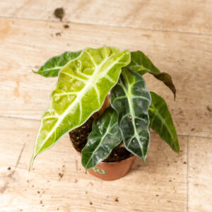Alocasia polly aurea 011