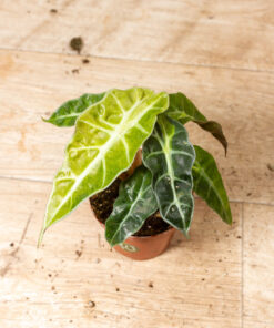 Alocasia polly aurea 011