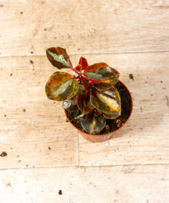 Peperomia Crème Brûlée 004