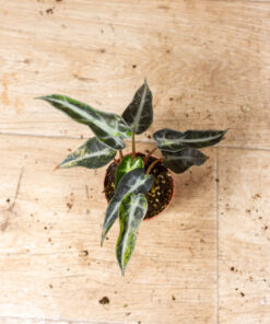Alocasia bambino aurea 001