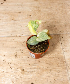 Amydrium medium silver variegata 008