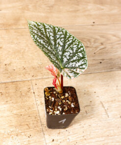 Begonia snow capped variegata 001