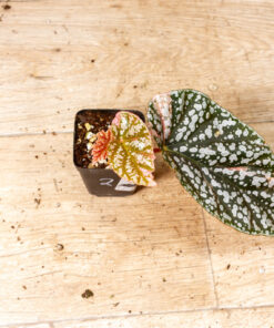 Begonia snow capped variegata 002