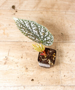 Begonia snow capped variegata 007