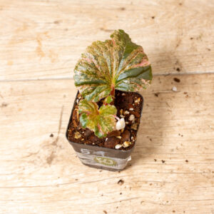 Begonia spp. NOID Variegata 005