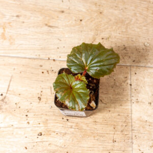 Begonia spp. NOID Variegata 006