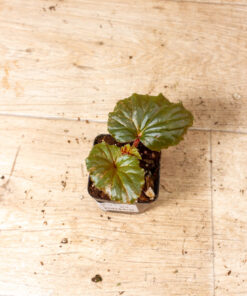 Begonia spp. NOID Variegata 006