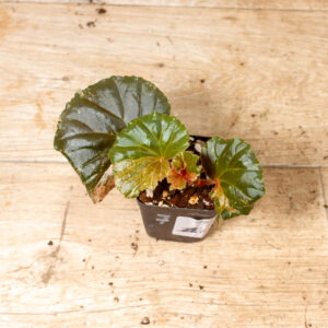 Begonia spp. NOID Variegata 007