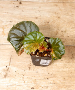 Begonia spp. NOID Variegata 007