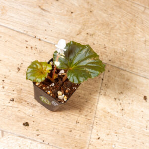 Begonia spp. NOID Variegata 008