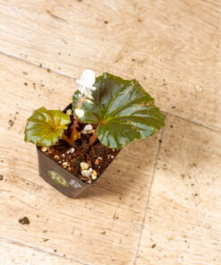 Begonia spp. NOID Variegata 008