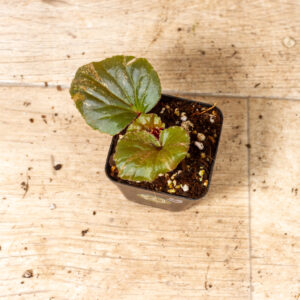 Begonia spp. NOID Variegata 009