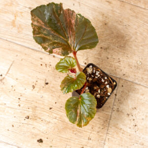 Begonia spp. NOID Variegata 010