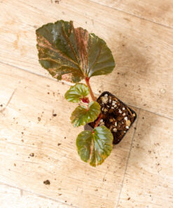 Begonia spp. NOID Variegata 010