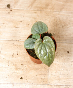 Anthurium luxurians 004