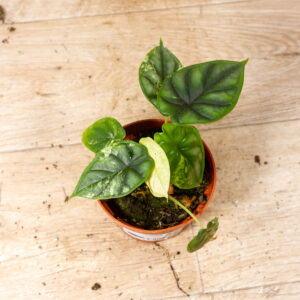 Alocasia dragon scale variegata 001