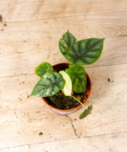 Alocasia dragon scale variegata 001
