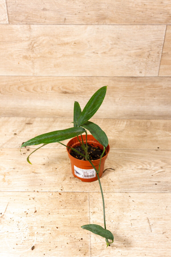 philodendron bilder Philodendron Gloriousum  Luxurise tropische Pflanze  Erhltlich in  Topfgren 12 cm und 15 cm  Plantlovers