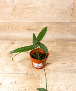 Monstera obliqua yasuni 001