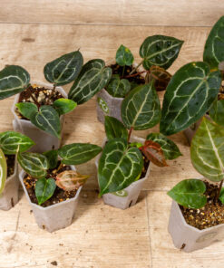 Anthurium Michelle X (A. Dark Mama x Michelle)