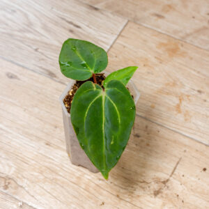 (A. papi „Daniel“ x besseae aff) X (A. Dark Mama x Michelle) Selected