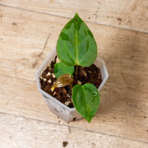 (A. Dark Mama x Michelle) X (A. papi „Daniel“ x besseae aff) Selected