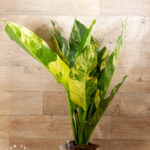 Dieffenbachia big ben variegata 001