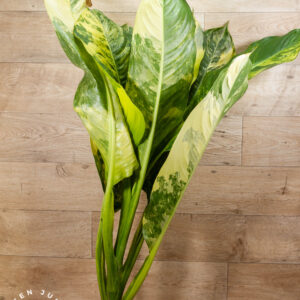 Dieffenbachia big ben variegata 002