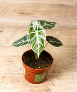 Alocasia watsoniana lightning 001