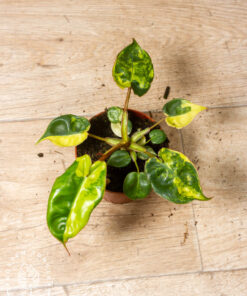 Philodendron billietiae variegata 003