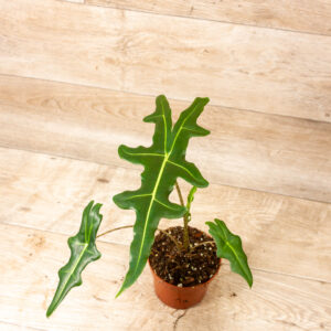 Alocasia portei 001