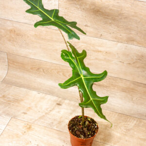 Alocasia portei 002