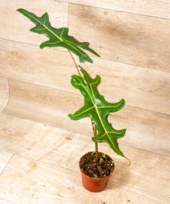 Alocasia portei 002