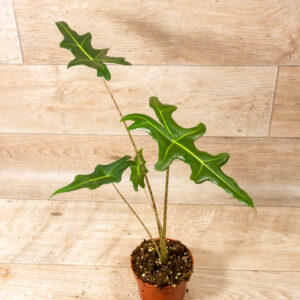 Alocasia portei 003