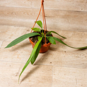 Anthurium vittarifolium 001