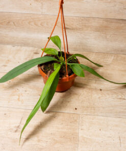 Anthurium vittarifolium 001