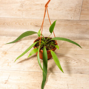 Anthurium vittarifolium 003