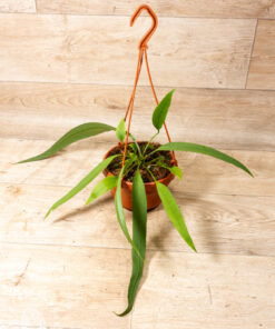 Anthurium vittarifolium 003