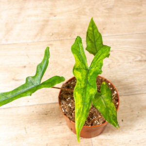 Alocasia sabrina aurea variegata 001
