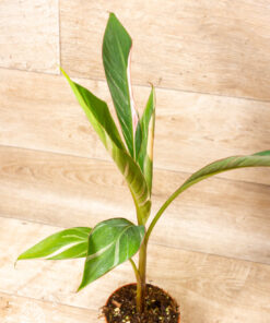 Musa nono 001