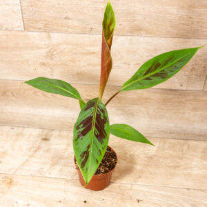 Musa Acuminata Zebrina 001