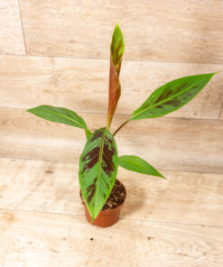 Musa Acuminata Zebrina 001