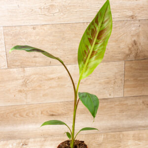 Musa Acuminata Zebrina 002
