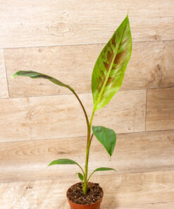 Musa Acuminata Zebrina 002