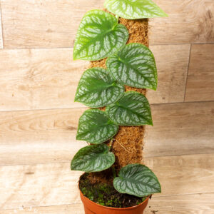 Monstera dubia 001