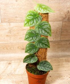 Monstera dubia 001